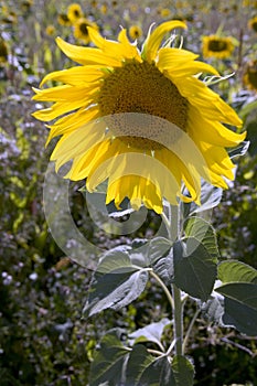 Sunflowers