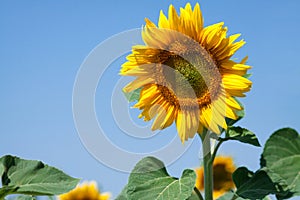 Sunflowers with a sky