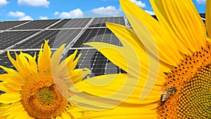 Sunflowers with solar energy panels.