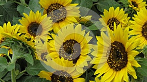 Sunflowers