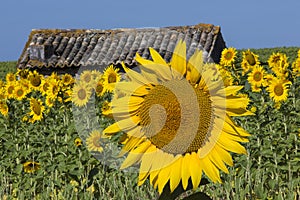 Sunflowers - South of France