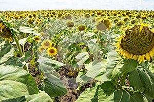 Sunflowers in southern Bulgaria