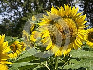 Sunflowers in spain