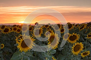 Sunflowers in spring