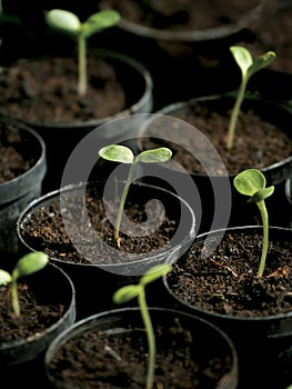 Sunflowers sprouting