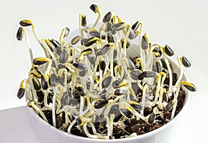 Sunflowers sprouting in a white bowl