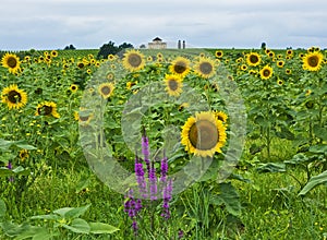 Sunflowers, St-Estephe, France