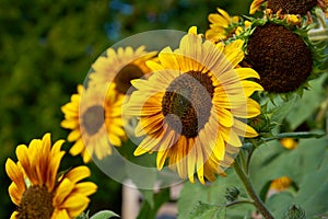 Sunflowers on Stalks