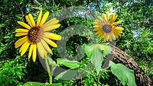 Sunflowers standing tall