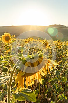 Sunflowers starting to droop at the end of the season