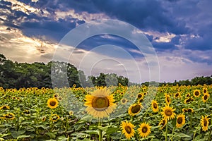 Sunflowers and Storm Clouds