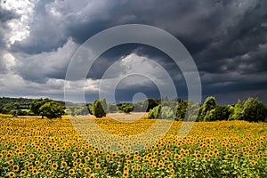 Sunflowers and storm clouds in Italy