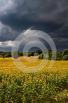 Sunflowers and storm clouds in Italy