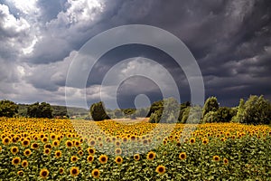 Sunflowers and storm clouds in Italy