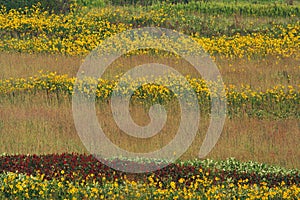 Sunflowers, sumac, tall grass prairie