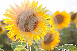 Sunflowers in summer close-up in sunlight, field and agriculture