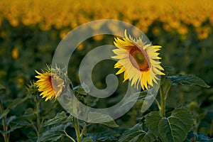 Sunflowers on a summer morning