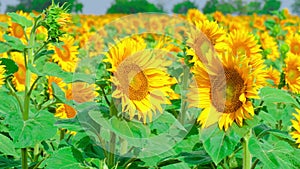 Sunflowers in summer sunny day