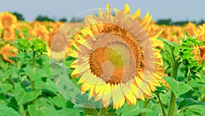 Sunflowers in summer sunny day