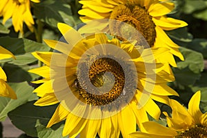Sunflowers in the sun