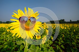 Sunflowers sunglasses