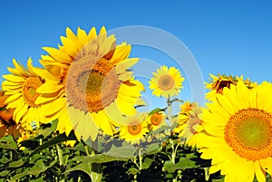 Sunflowers on a Sunny Day photo