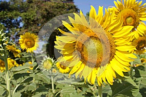 Sunflowers in sunny day