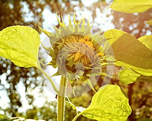 Sunflowers and Sunny day