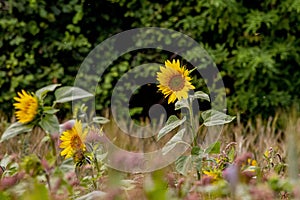 Sunflowers on a sunny day in the county of Hampshire within the UK