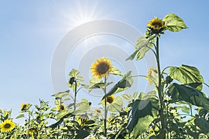 Sunflowers at a sunny summer day with sun and sunbeam