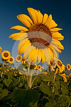 Girasole sul alba 