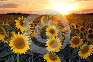 Sunflowers at Sunset