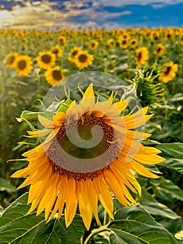 Sunflowers at sunset