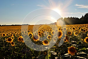 Sunflowers at sunset