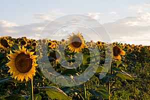 Sunflowers at sunset