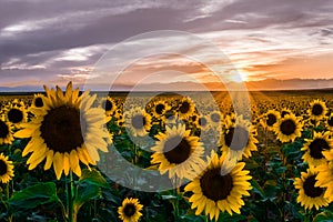 Sunflowers at Sunset photo