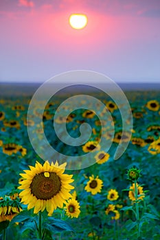 Sunflowers In A Sunset Haze