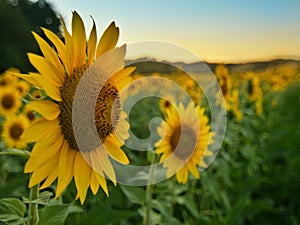 sunflowers at sunset in perspective photo