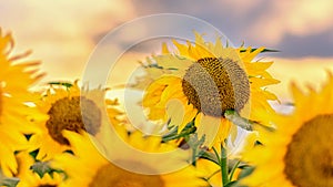 Sunflowers and a sunset sky