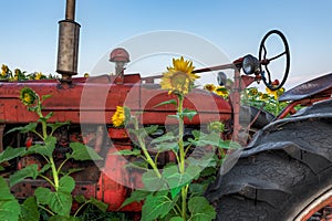 Sunflowers Surround Old Tractor in Field