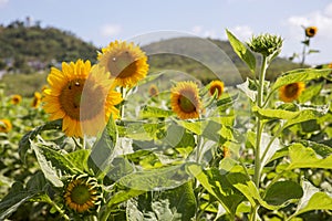 Sunflowers symbolize adoration, loyalty and longevity