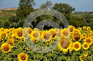 Sunflowers Toskana