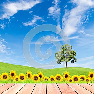 Sunflowers and tree on green grass field with blue sky and wood