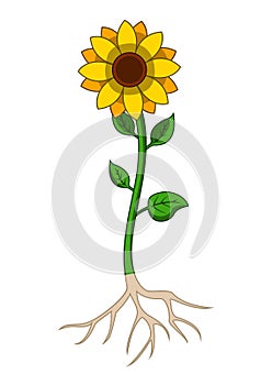 Sunflowers tree with root system