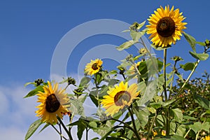 Sunflowers at Trengwainton in Cornwall