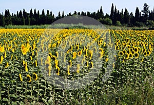 Sunflowers turn the sun