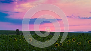 Sunflowers turn their yellow flowers to the dawn, sun appear in the horizon, early summer morning in a farm field, free space