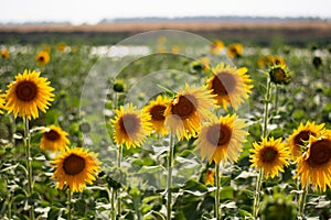 The sunflowers turn to expose themselves to the sun`s rays