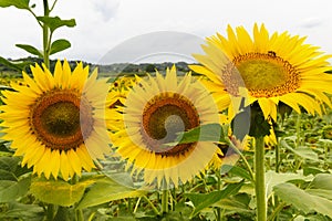 Sunflowers in Tuscany