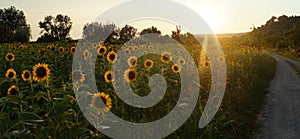 Sunflowers in Tuscany.